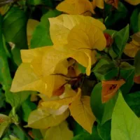 Бугенвиллия Golden Tango