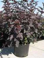 Пузыреплодник калинолистный Physocarpus op.Diabolo, 0,3-0,5м, Р9, 2лет