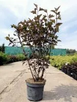 Пузыреплодник калинолистный Physocarpus op. Summer Wine, 0,6-0,7м, с3, 3-4лет