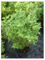 Пузыреплодник калинолистный Physocarpus op.Luteus, 1,0-1,2м, с7,5, 5-6 лет