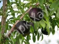 Саженцы сливы Black Amber