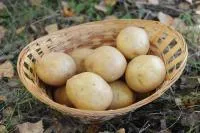 Картофель Гала
