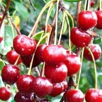 Саженцы вишни Молодежная