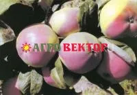 Саженцы яблони Останкино, колоновидная