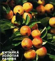 Саженцы яблони Китайка Золотая Ранняя, колоновидная