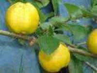 Саженцы айвы Японской
