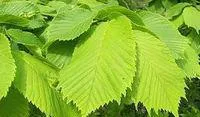 Вяз шершавый (Ulmus glabra)